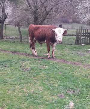 Taur de vânzare  - imagine 2