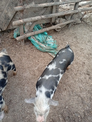 Purcei de rasa fara combinate crescuti 20 25 kg - imagine 5