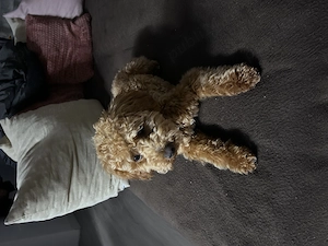 Cățelușa Poodle miny toy - imagine 2