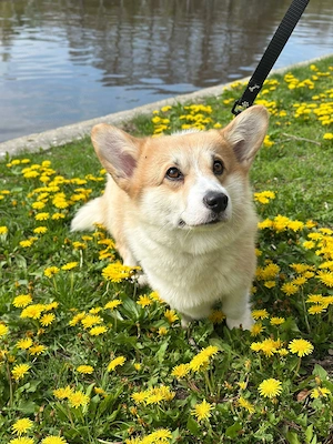 Vând pembroke welsh corgie 