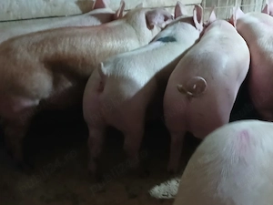 porci de carne  - imagine 4