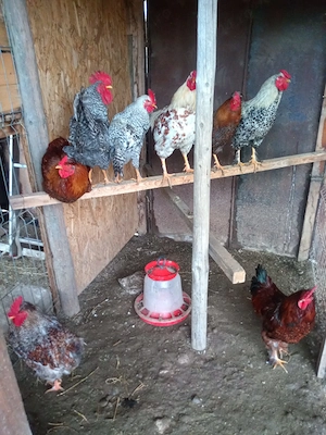 Cocosi Bine crescuti