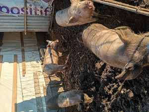 Porci de vânzare, 3 scroafe și un vier