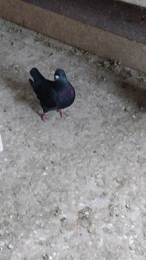  porumbei kingi - imagine 2