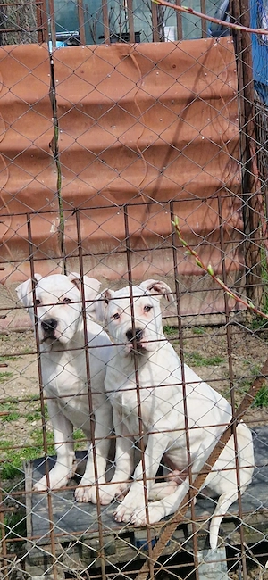 Vand Dog Argentinian 