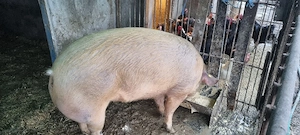 vând porc de taiat  - imagine 2