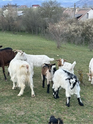 Vand capre cu iezi - imagine 2