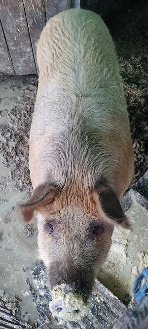 vând porc de taiat  - imagine 4