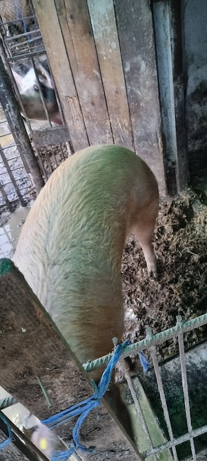 vând porc de taiat  - imagine 3