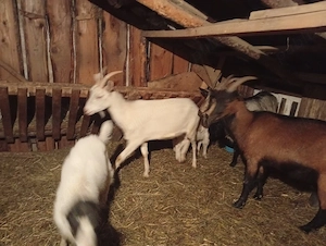 vand 2 iezi - imagine 2