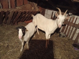 vand 2 iezi - imagine 3