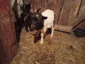 vand 2 iezi - imagine 4