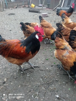 Vand familie de găini Vorwerk  - imagine 2