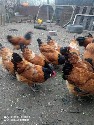 Vand familie de găini Vorwerk  - imagine 3