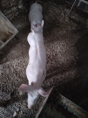 Sooldaniii - imagine 3