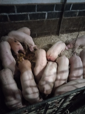 Sooldaniii - imagine 2