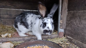 iepuri fluture german 