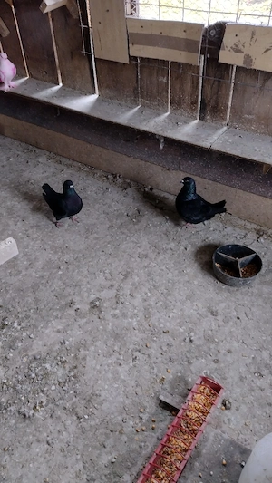  porumbei kingi - imagine 5