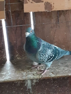 voiajori pui si maturi - imagine 3