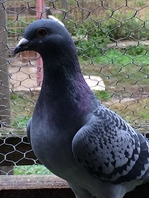 voiajori pui si maturi - imagine 2