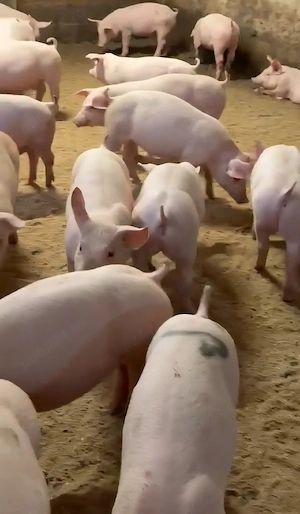 soldani purcei de carne duroc danez 25-35kg - imagine 2