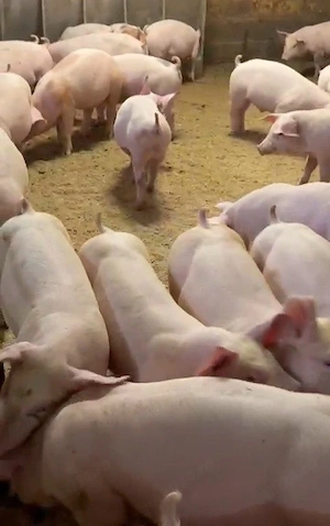 soldani purcei de carne duroc danez 25-35kg