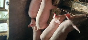 vând purcei 30.  35 kg  porci 120 kg