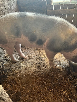 purcea gestantă traian - imagine 2