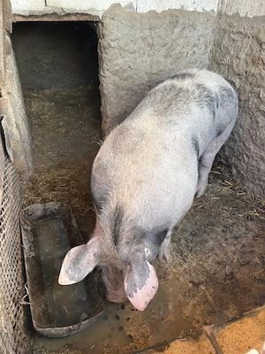 purcea gestantă traian - imagine 3