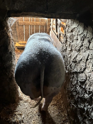 purcea gestantă traian