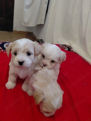 Bichon Maltez talie mica 