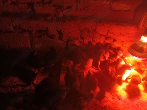 pui de casa  - imagine 3