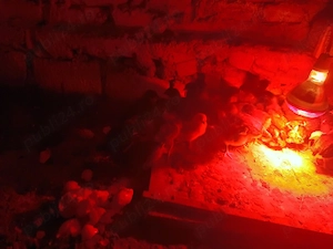 pui de casa  - imagine 2