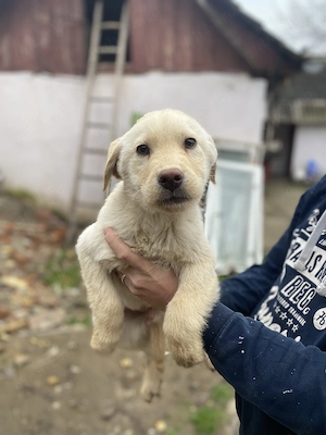 Donez catei de labrador