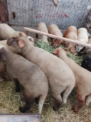 Miei pentru sărbătorile Pascale  - imagine 2