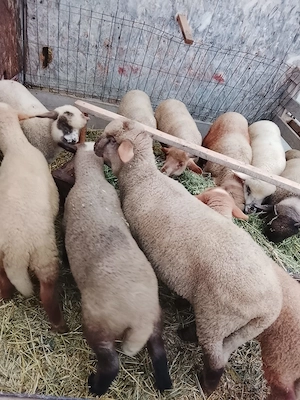 Miei pentru sărbătorile Pascale 