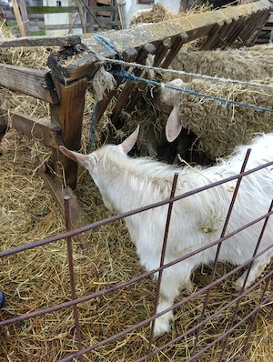 Miel de vânzare  - imagine 2