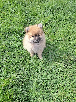 Pomeranian pui,mascul. - imagine 5