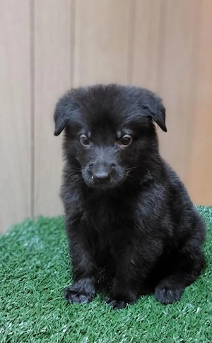 ciobănesc germana negru 