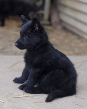 Ciobănesc German negru 