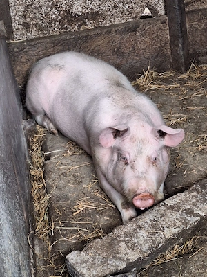 Purcea de curte de 50-60 kg de vânzare! - imagine 2