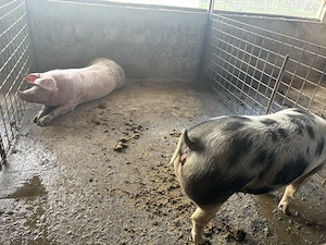 Porci de vânzare,rasă de carne - imagine 4