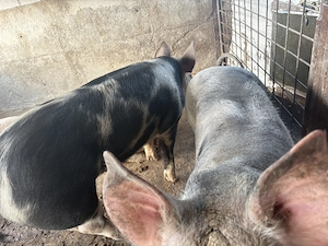 Porci de vânzare,rasă de carne - imagine 2