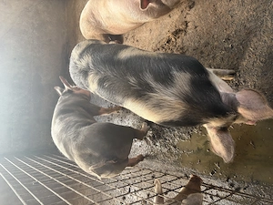 Porci de vânzare,rasă de carne - imagine 3