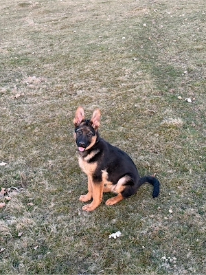 Vand pui Ciobanesc German ,rasa pura!