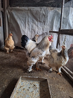 Găini Brahma albe de vânzare! - imagine 2