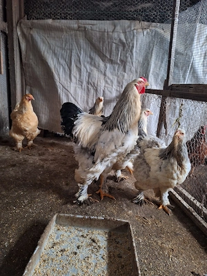 Găini Brahma albe de vânzare! - imagine 4