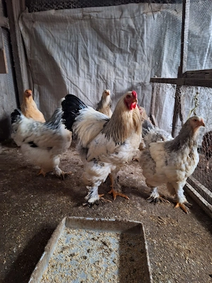 Găini Brahma albe de vânzare! - imagine 3