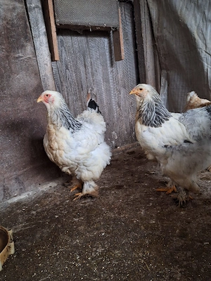 Găini Brahma albe de vânzare!