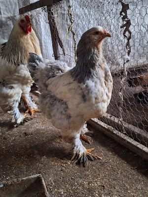 Găini Brahma albe de vânzare! - imagine 5